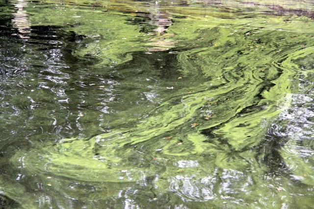 Green algae in a body of water.