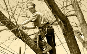 A man cutting down a tree in a tree.