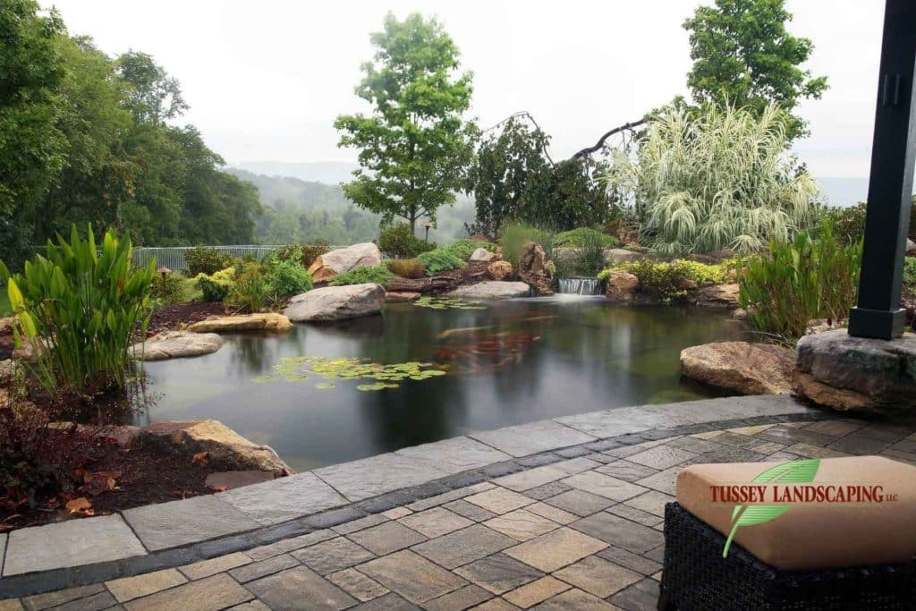 Koi Pond 101 (plus planning and maintenance tips) &